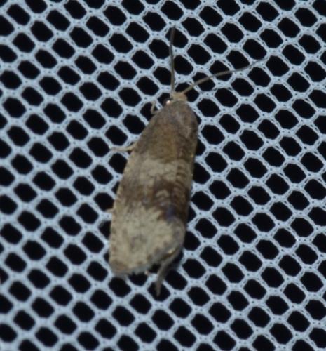 Réf. 183 370 : Pseudosciaphila branderiana